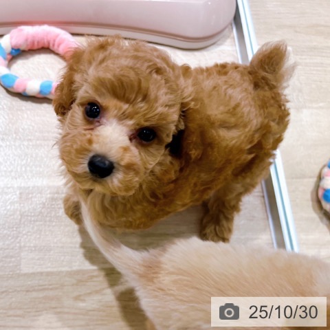 トイ・プードルの写真