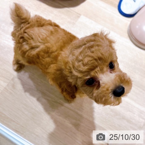 トイ・プードルの写真