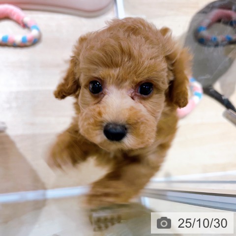 トイ・プードルの写真