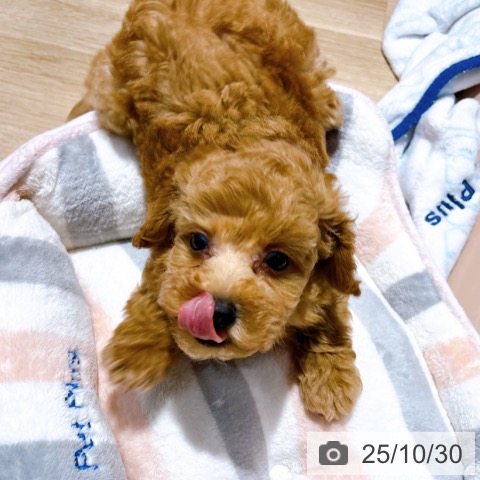 トイ・プードルの写真