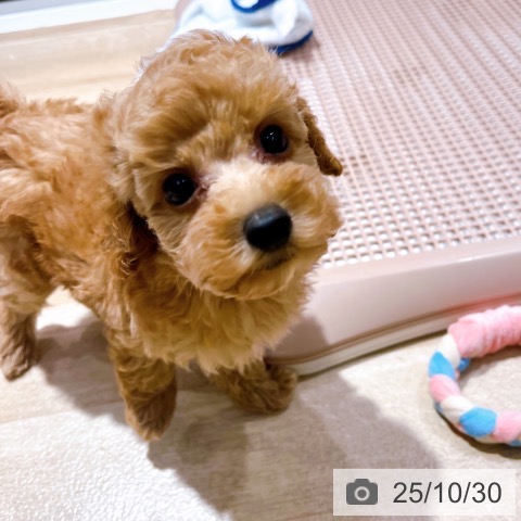 トイ・プードルの写真