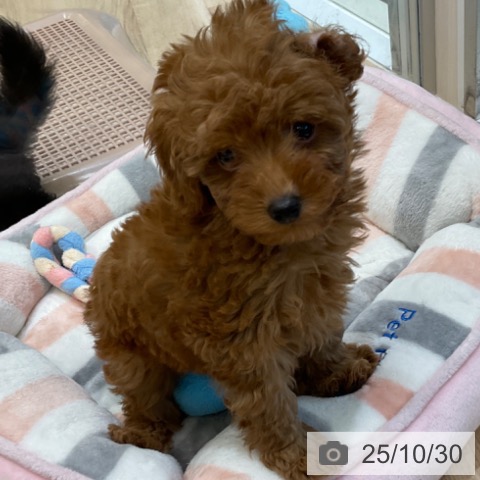 トイ・プードルの写真