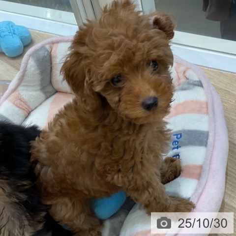 トイ・プードルの写真