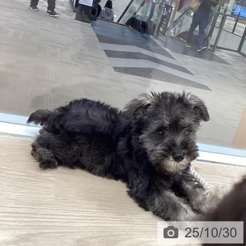 トイ・プードルの写真