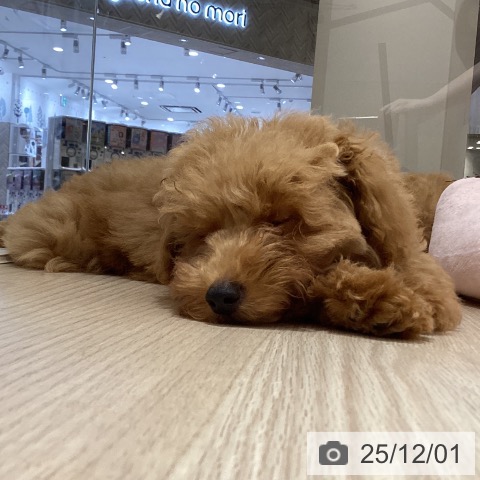 岡山県のトイプードル(トイ) (ペッツワン 岡山南店/2025年8月29日生まれ/男の子/アプリコット)の子犬の4枚目の画像