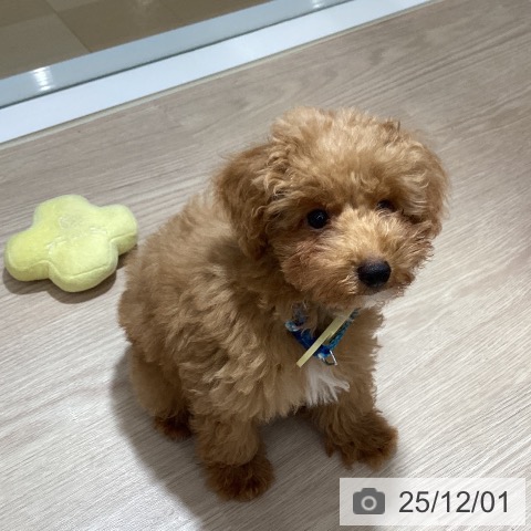 岡山県のトイプードル(トイ) (ペッツワン 岡山南店/2025年8月29日生まれ/男の子/アプリコット)の子犬の3枚目の画像