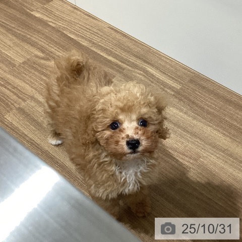 トイ・プードルの写真