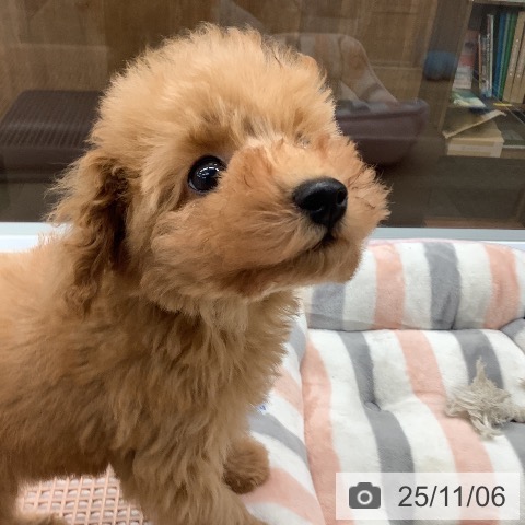 トイ・プードルの写真