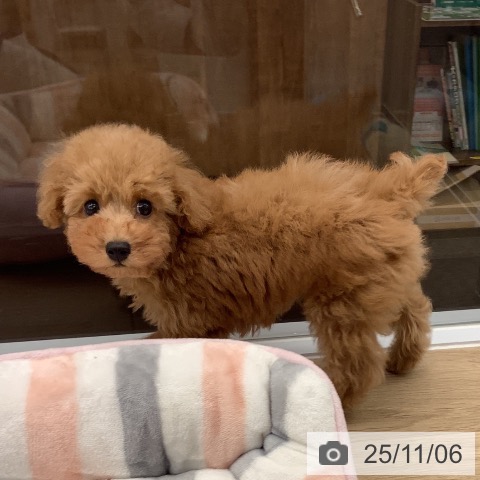 トイ・プードルの写真