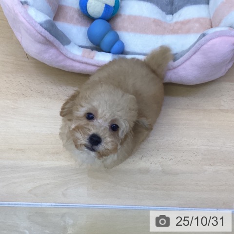 トイ・プードルの写真