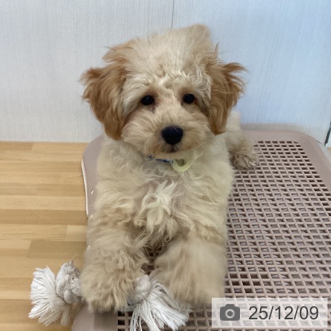 トイ・プードルの写真