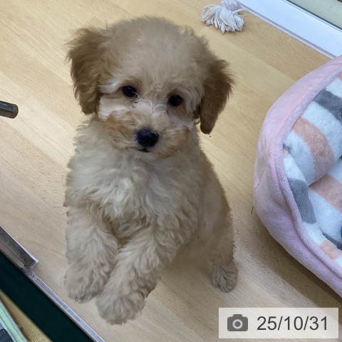 トイ・プードルの写真