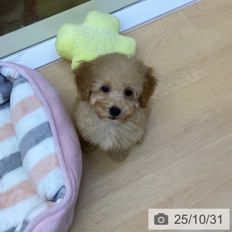 トイ・プードルの写真