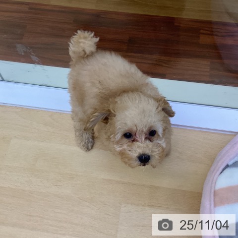 トイ・プードルの写真