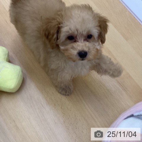 香川県のトイプードル(トイ) (ペットプラス 高松店/2025年8月26日生まれ/男の子/アプリコット)の子犬の4枚目の画像