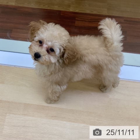 香川県のトイプードル(トイ) (ペットプラス 高松店/2025年8月26日生まれ/男の子/アプリコット)の子犬の3枚目の画像