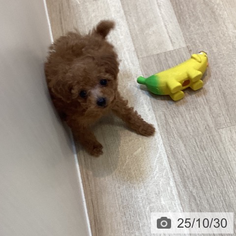 トイ・プードルの写真