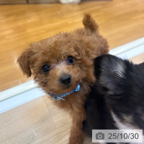 トイ・プードルの写真