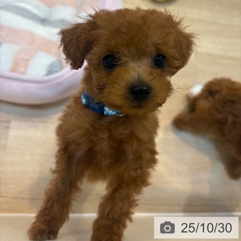 トイ・プードルの写真