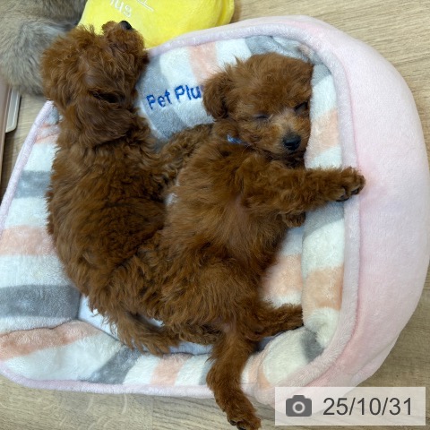 トイ・プードルの写真