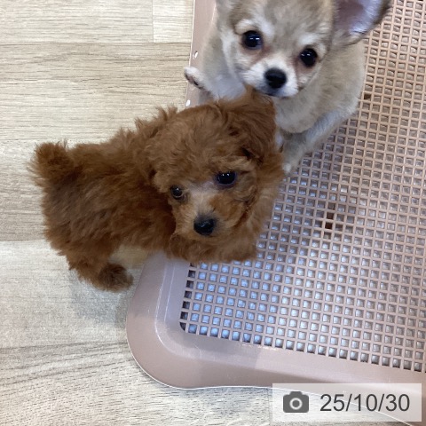 トイ・プードルの写真