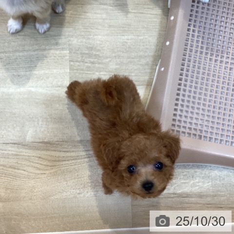 トイ・プードルの写真