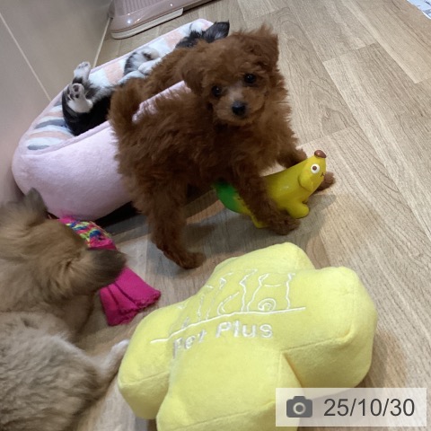 トイ・プードルの写真