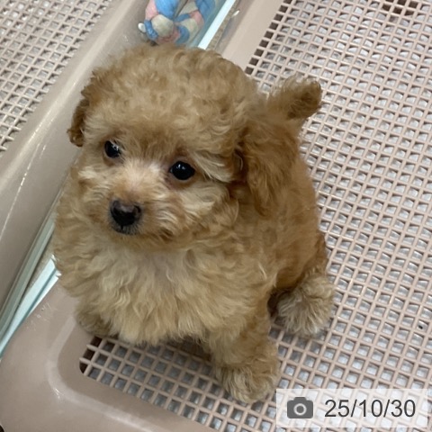 トイ・プードルの写真