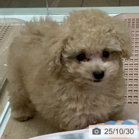 トイ・プードルの写真