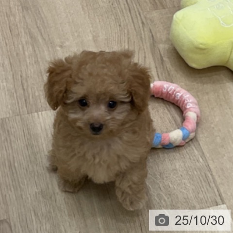 トイ・プードルの写真