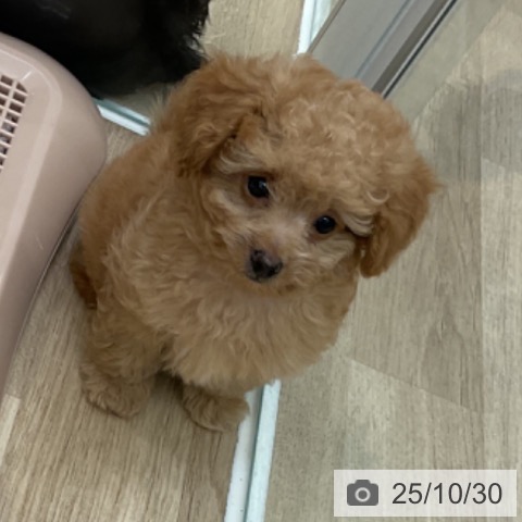 トイ・プードルの写真