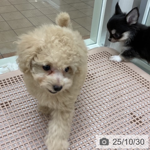 トイ・プードルの写真