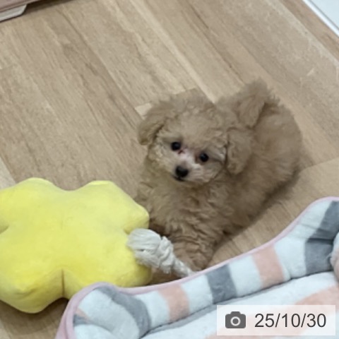 トイ・プードルの写真