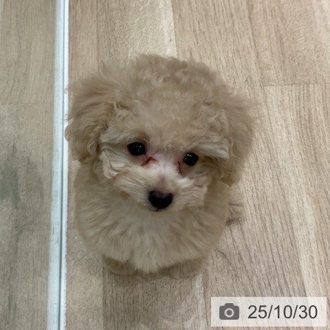 トイ・プードルの写真