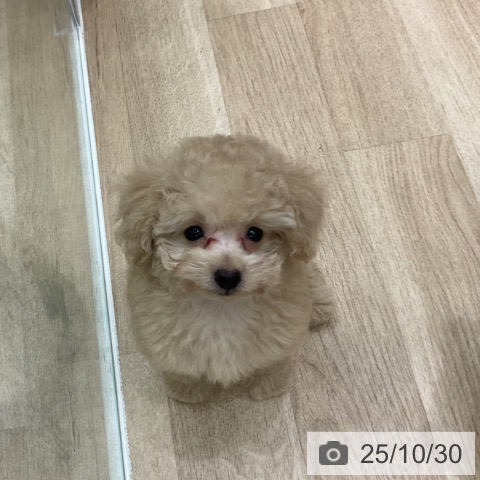 トイ・プードルの写真