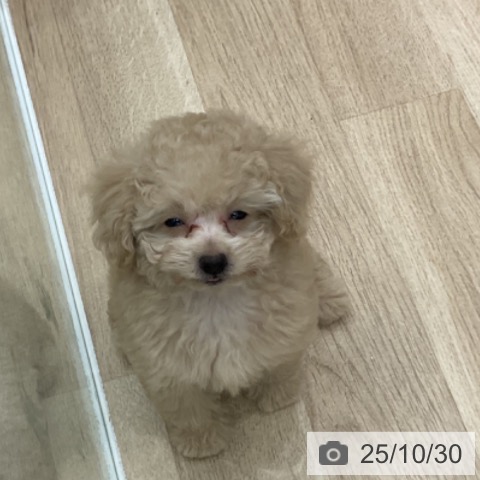 トイ・プードルの写真