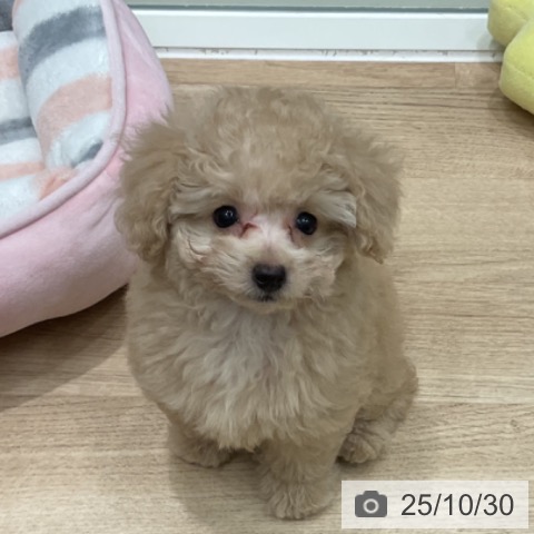 トイ・プードルの写真