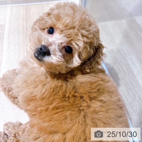 トイ・プードルの写真