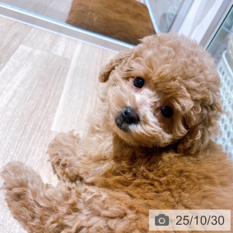 トイ・プードルの写真