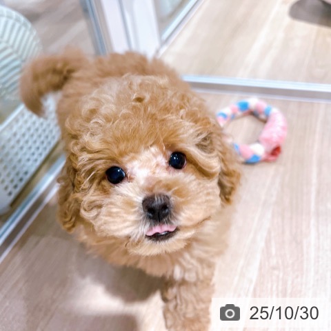 トイ・プードルの写真