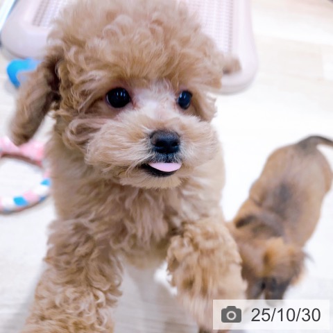 トイ・プードルの写真