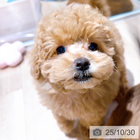 トイ・プードルの写真