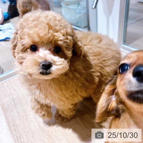 トイ・プードルの写真