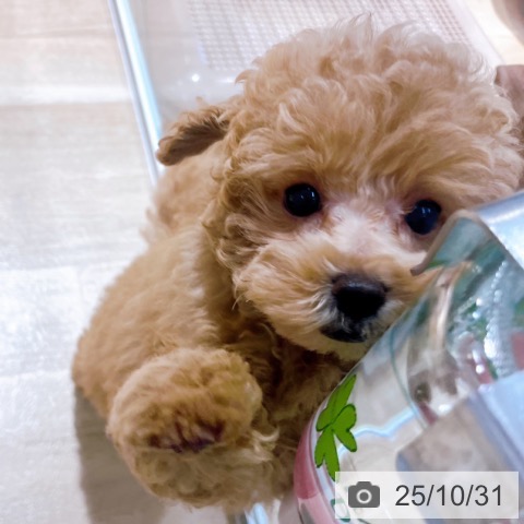 トイ・プードルの写真