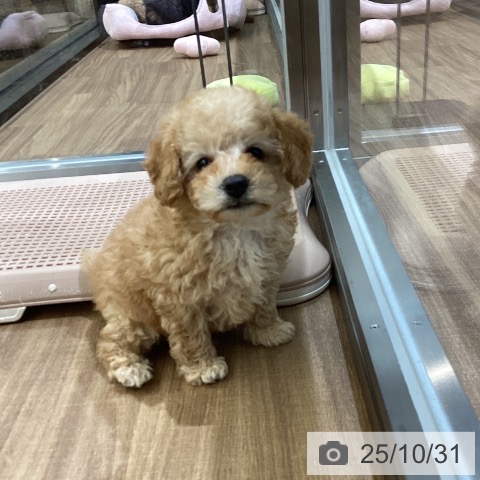 トイ・プードルの写真