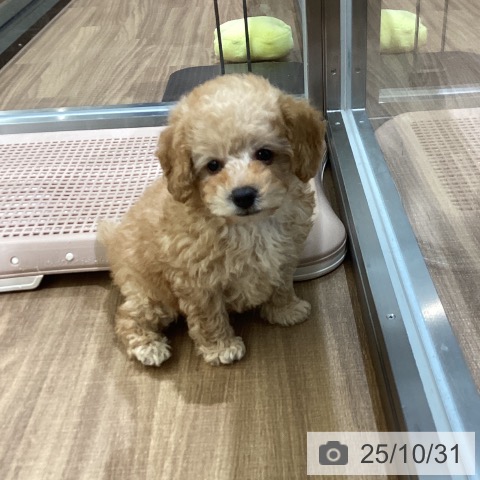 トイ・プードルの写真