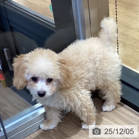 鳥取県のトイプードル(トイ) (ペッツワン 日吉津店/2025年8月24日生まれ/男の子/オレンジフォーン)の子犬の4枚目の画像