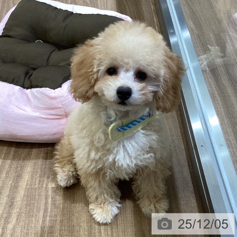 鳥取県のトイプードル(トイ) (ペッツワン 日吉津店/2025年8月24日生まれ/男の子/オレンジフォーン)の子犬の3枚目の画像