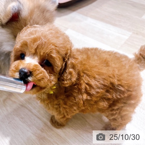 トイ・プードルの写真