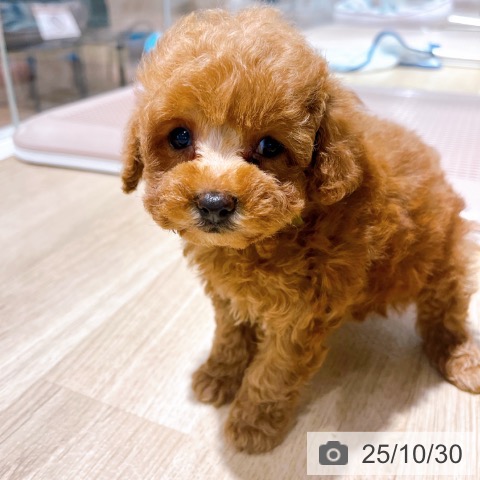 トイ・プードルの写真